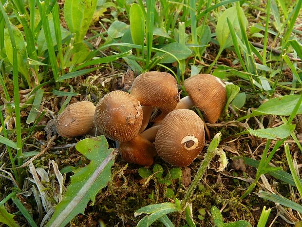 hnojník třpytivý - Hnojník ligotavý	 Coprinellus micaceus  (Bull.) Vilgalys, Hopple & Jacq. Johnson