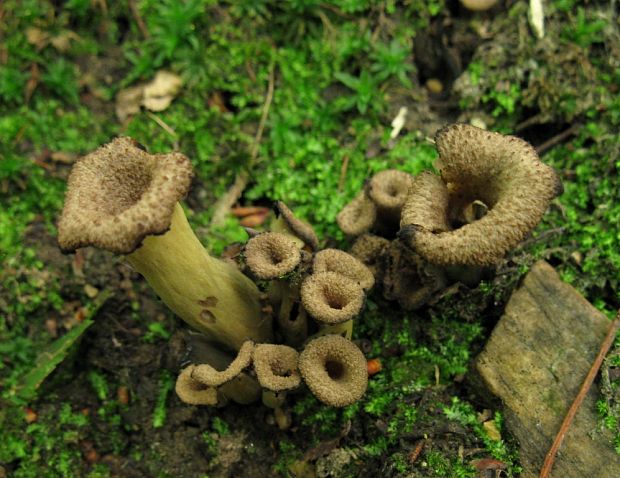 lievik trúbkovitý Craterellus cornucopioides (L.) Pers.