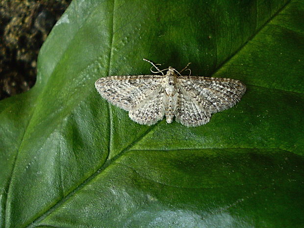 kvetnatka Eupithecia pernotata