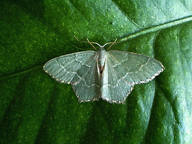 piadivka letná Hemithea aestivaria