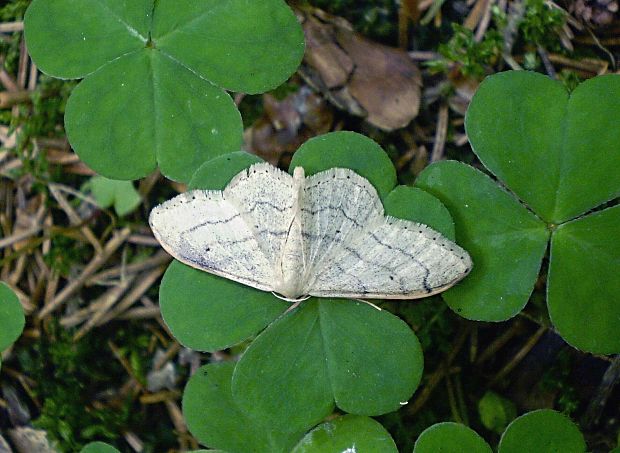 piadica kručinková Idaea aversata