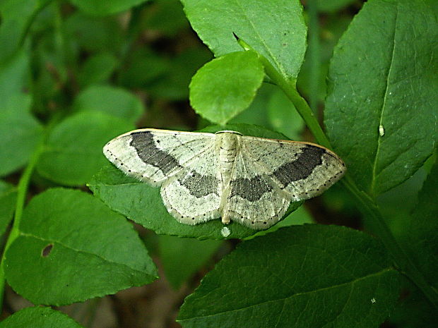 piadica kručinková Idaea aversata