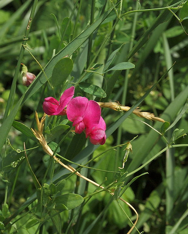 hrachor hľuznatý Lathyrus tuberosus L.