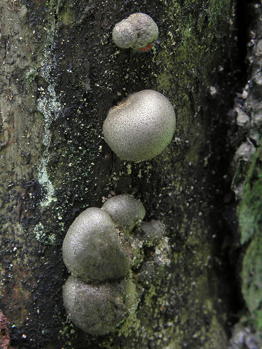 vlčinka červená Lycogala epidendrum (J.C. Buxb. ex L.) Fr.