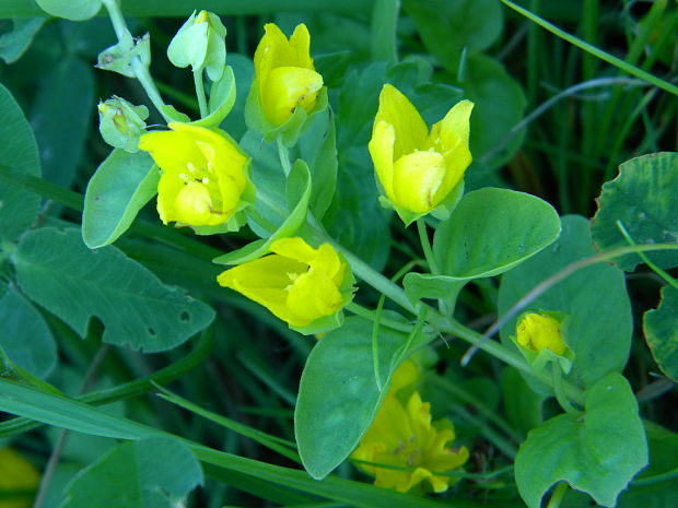 čerkáč peniažtekový Lysimachia nummularia L.