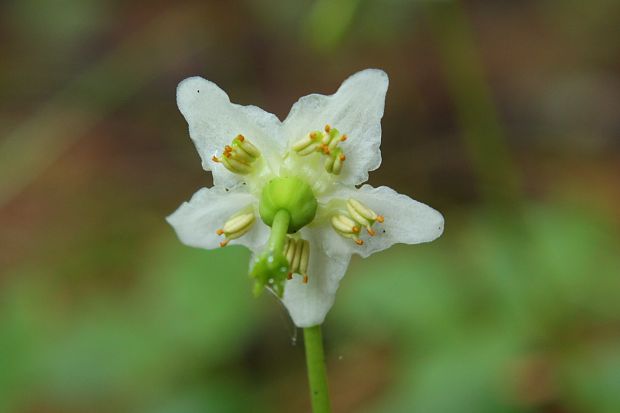 jednokvietok veľkokvetý Moneses uniflora (L.) A. Gray