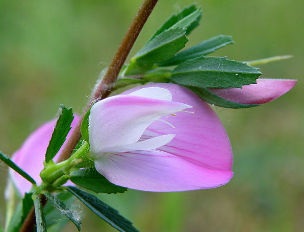 ihlica tŕnitá Ononis spinosa L.