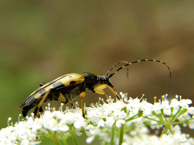 fúzač škvrnitý Rutpela maculata