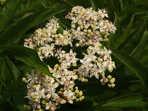 baza chabzdová Sambucus ebulus L.