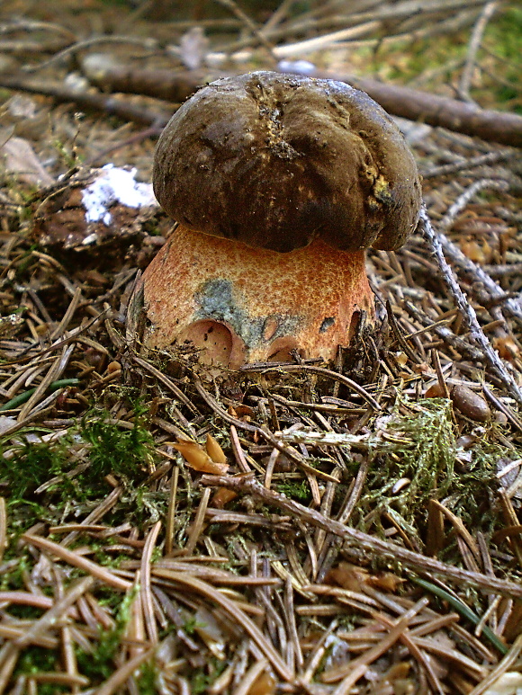 hríb zrnitohlúbikový Sutorius luridiformis (Rostk.) G. Wu & Zhu L. Yang