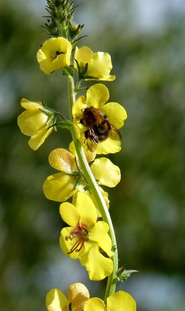 divozel švábový Verbascum blattaria L.