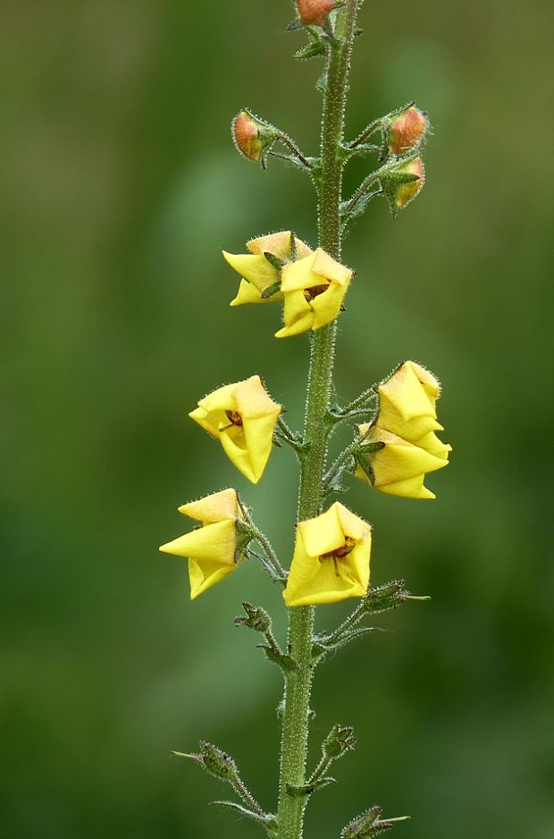 divozel švábový Verbascum blattaria L.