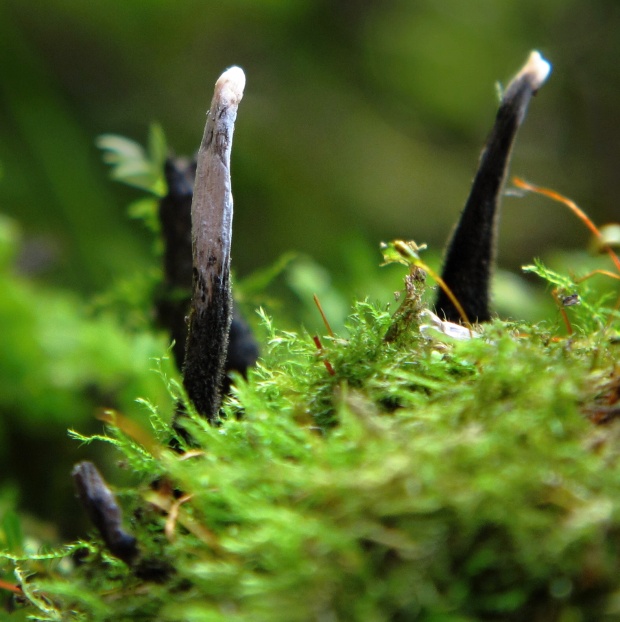 drevnatec parohatý Xylaria hypoxylon (L.) Grev.