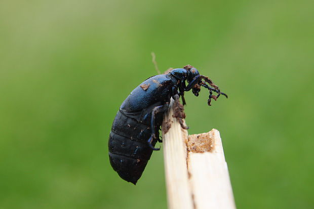 májka obyčajná meloe proscarabaeus