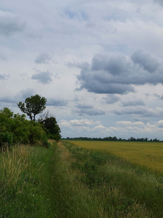 biotop-poľná cesta