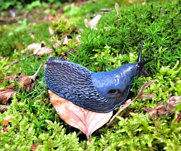 slizniak karpatský   Bielzia coerulans