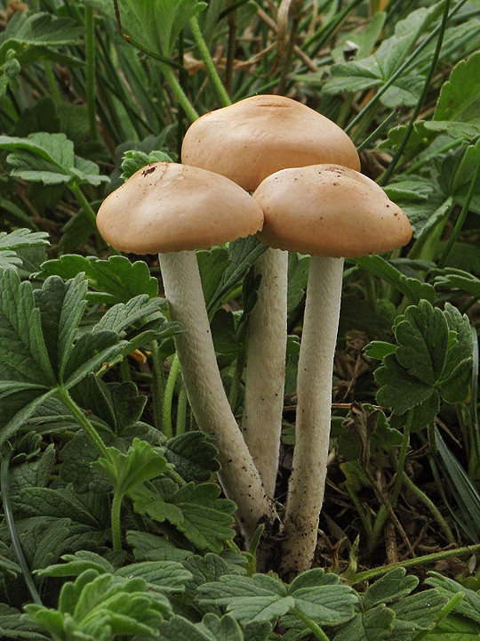 poľnička Agrocybe sp.