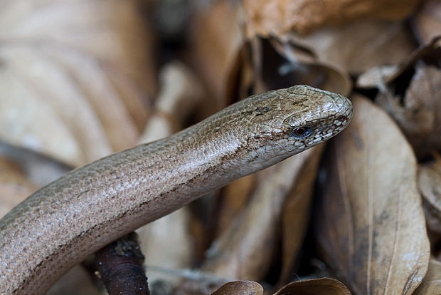 slepúch lámavý  Anguis fragilis