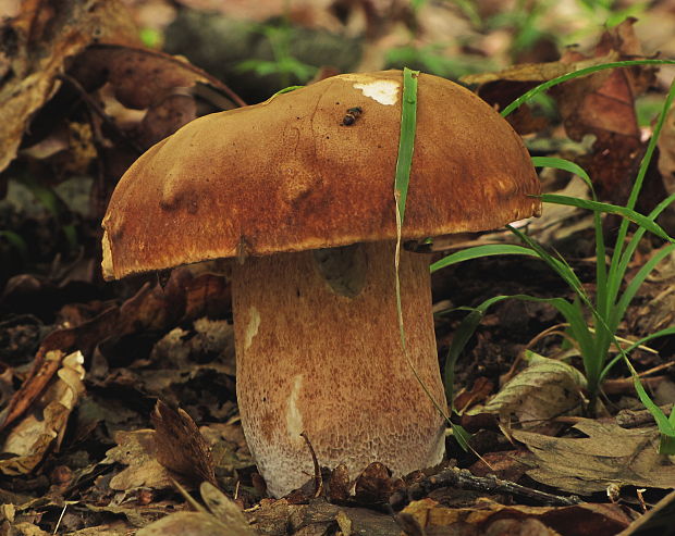 hríb dubový Boletus reticulatus Schaeff.