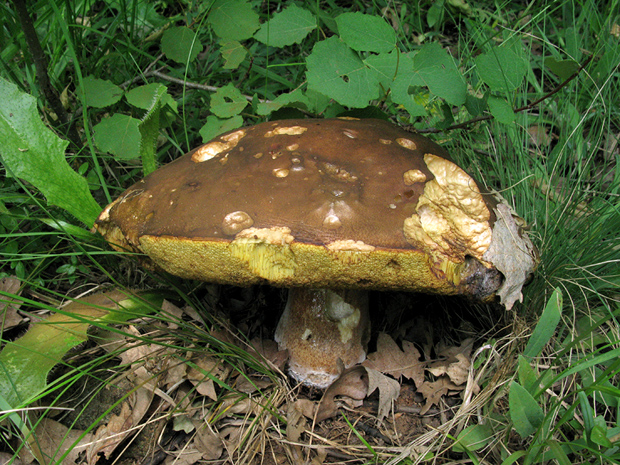 hríb dubový Boletus reticulatus Schaeff.