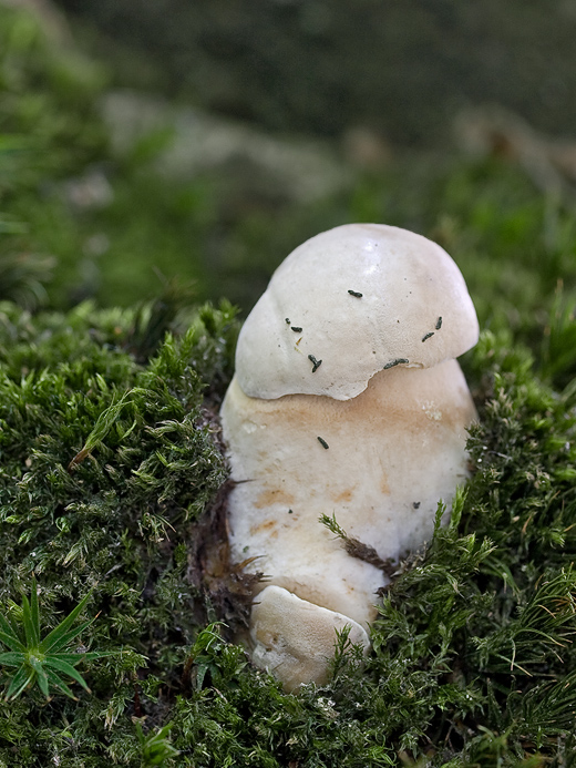 hríb dubový Boletus reticulatus Schaeff.