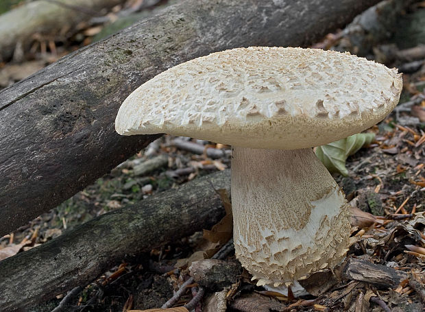 hríb dubový Boletus reticulatus Schaeff.