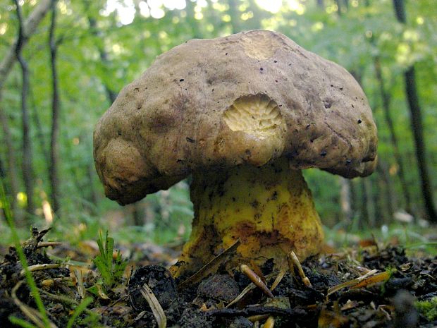 hríb príveskatý Butyriboletus appendiculatus (Schaeff. ex Fr.) Secr.