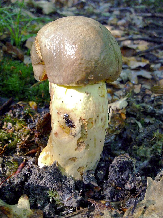 hríb horský Butyriboletus subappendiculatus (Dermek, Lazebn. & J. Veselský) D. Arora & J.L. Frank