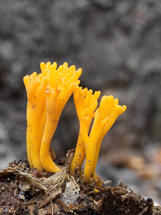 parôžkovec lepkavý Calocera viscosa (Pers.) Fr.