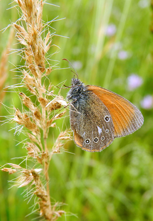 očkáň traslicový  Coenonympha glycerion