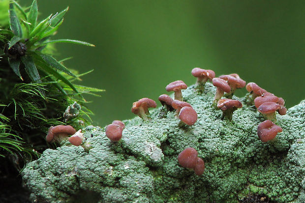 malohubka ružová Dibaeis baeomyces (L. f.) Rambold et Hertel