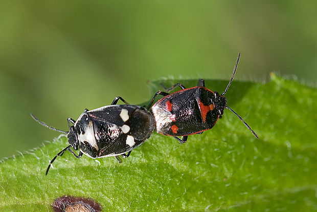 bzdocha kapustová Eurydema oleracea