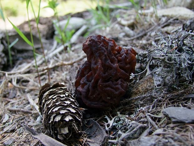 ušiak Gyromitra sp.