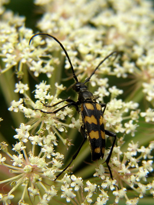 fúzač štvorpruhový Leptura quadrifasciata