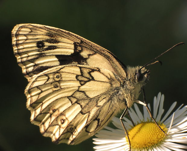 očkáň timotejkový Melanargia galathea