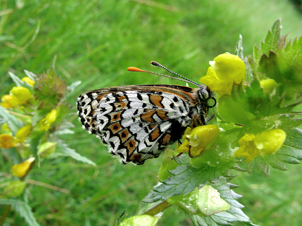 hnedáčik mriežkovaný Melitaea cinxia