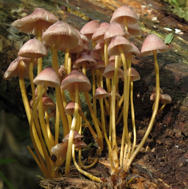 prilbička žltohlúbiková Mycena renati Quél.