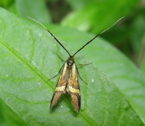 adéla De Geerova Nemophora degeerella