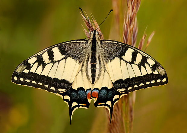 vidlochvost feniklový Papilio machaon