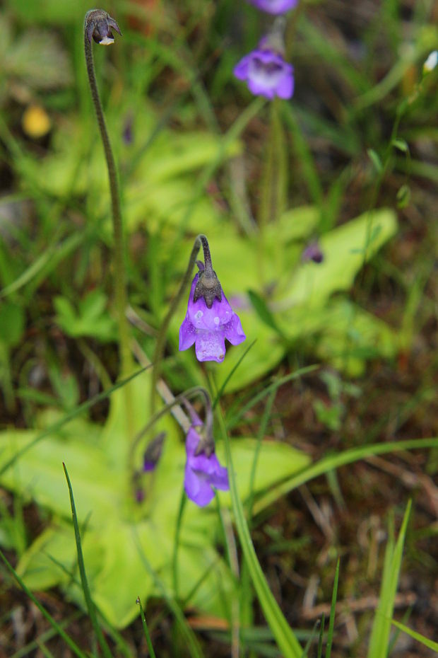 tučnica obyčajná Pinguicula vulgaris L.