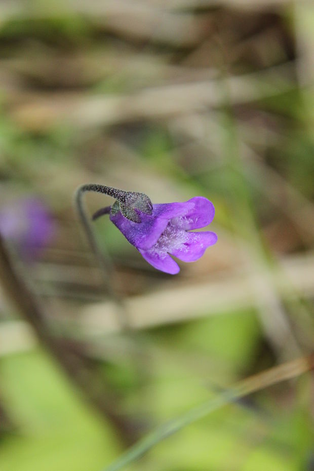 tučnica obyčajná Pinguicula vulgaris L.