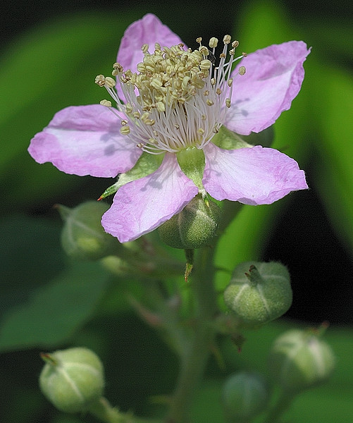 ostružina černicová-kvet Rubus sp.