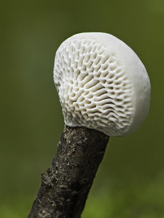 trúdnikovec Trametes sp.