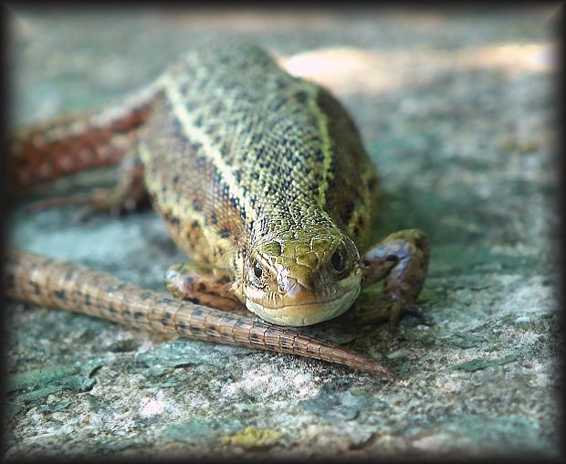 jašterica živorodá Zootoca vivipara