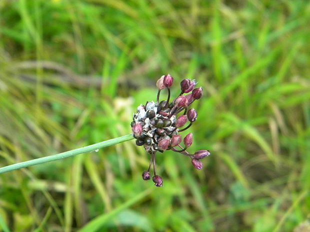 cesnak orešcový Allium scorodoprasum L.