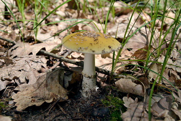 muchotrávka slamovožltá Amanita gemmata (Fr.) Bertill.