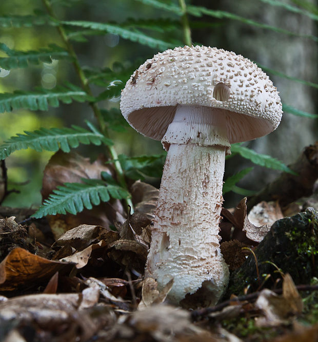 muchotrávka červenkastá Amanita rubescens Pers.