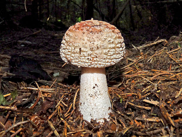 muchotrávka červenkastá Amanita rubescens Pers.