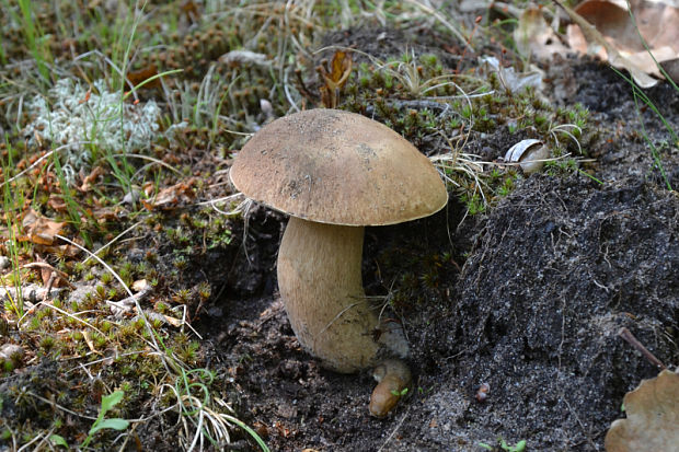 hríb dubový Boletus reticulatus Schaeff.