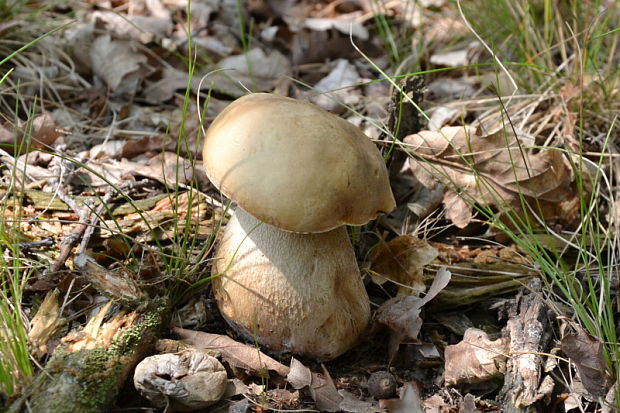 hríb dubový Boletus reticulatus Schaeff.